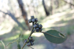 Eucalyptus cypellocarpa