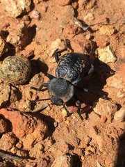 Microschatia inaequalis