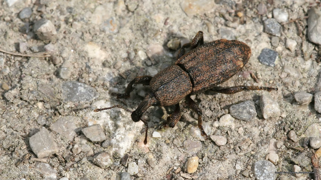 Neoplinthus tigratus