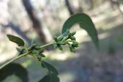 Eucalyptus cypellocarpa