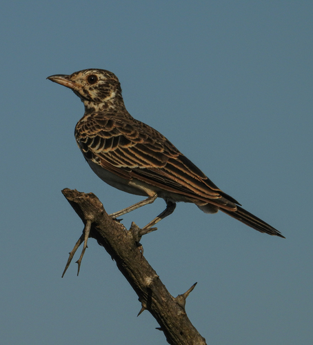 iNaturalist image