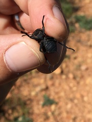 Microschatia inaequalis