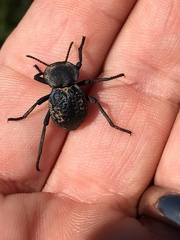 Microschatia inaequalis