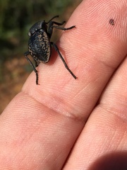 Microschatia inaequalis