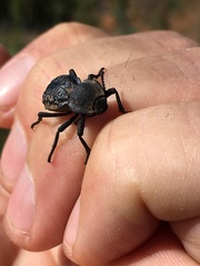 Microschatia inaequalis