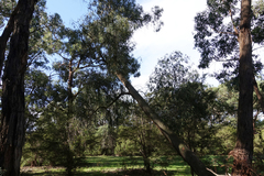 Eucalyptus radiata radiata