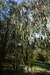 Eucalyptus radiata radiata