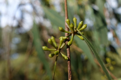 Eucalyptus radiata radiata