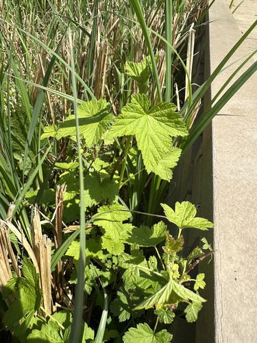 American Black Currant (Ribes americanum)
