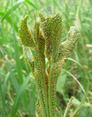 Puccinia sii-falcariae