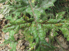 Puccinia echinopis