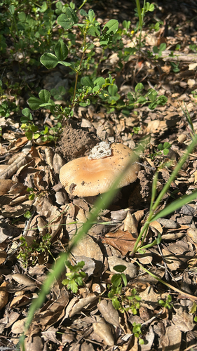 iNaturalist observation photo of springtime amanita