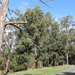 Eucalyptus fulgens - Photo (c) Wayne Martin, algunos derechos reservados (CC BY-NC), subido por Wayne Martin