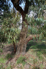 Eucalyptus fulgens