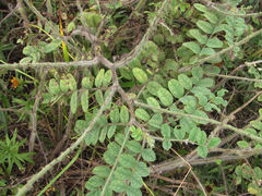 Uromyces pisi-sativi