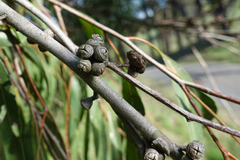 Eucalyptus fulgens