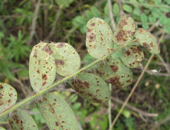 Uromyces pisi-sativi