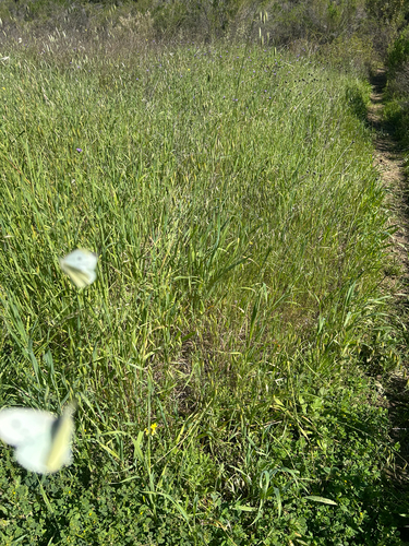 iNaturalist observation photo of Small White