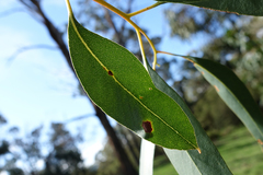 Eucalyptus fulgens