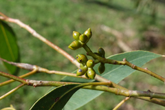 Eucalyptus fulgens