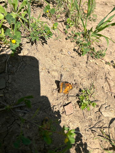 iNaturalist observation photo of American Lady