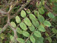 Uromyces pisi-sativi