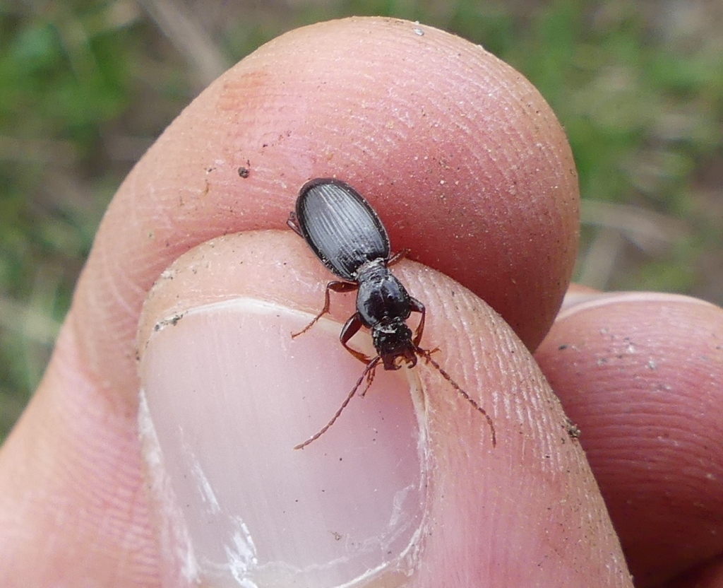 Stomis elegans