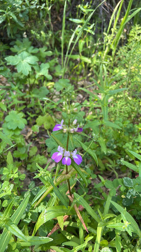 iNaturalist observation photo of Purple Chinese Houses