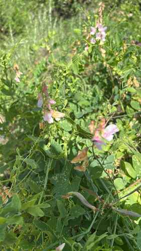 iNaturalist observation photo of Pacific pea