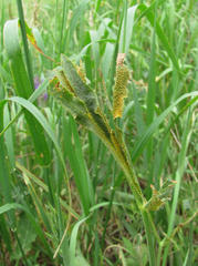 Puccinia sii-falcariae