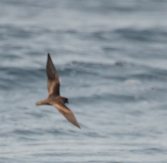 Hydrobates microsoma