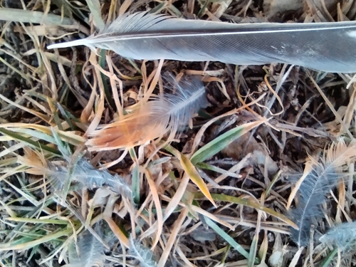 Plume de Bruant jaune