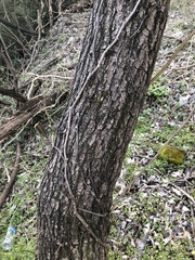 Fraxinus pennsylvanica subintegerrima