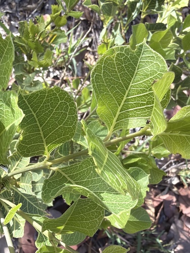 Medicine Bush (Coelospermum reticulatum)