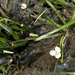 Sagittaria montevidensis calycina - Photo (c) Kerry Wixted, osa oikeuksista pidätetään (CC BY-NC)