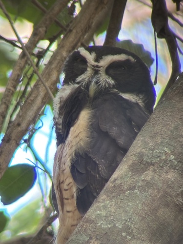 Spectacled Owl (Pulsatrix perspicillata), photo 7