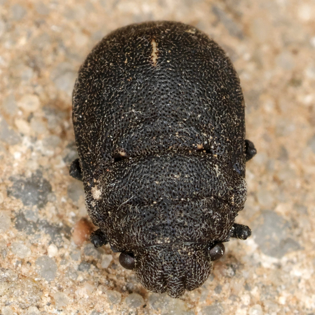 Acantholomidea denticulata