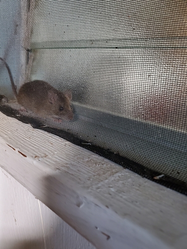 Rattus exulans observed 2020-02-24