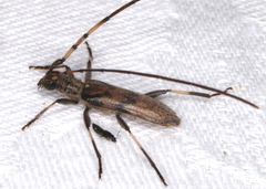 Didymocantha obliqua