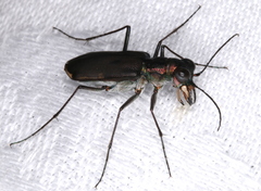 Myriochila semicincta