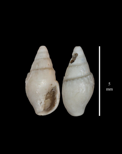 Parvanachis obesa observed 2026-02-15
