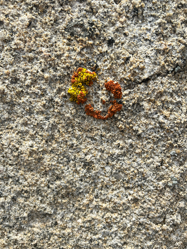 iNaturalist observation photo of Common Sunburst Lichen