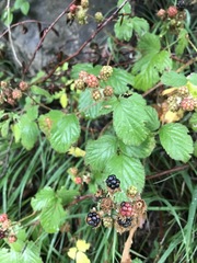Rubus