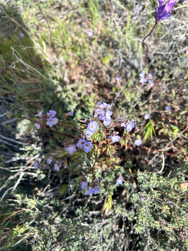 iNaturalist observation photo of distant phacelia