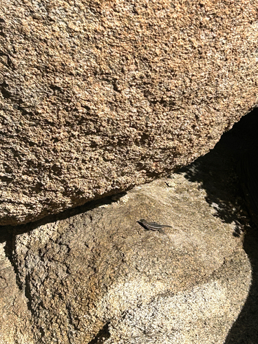 iNaturalist observation photo of Western Side-blotched Lizard