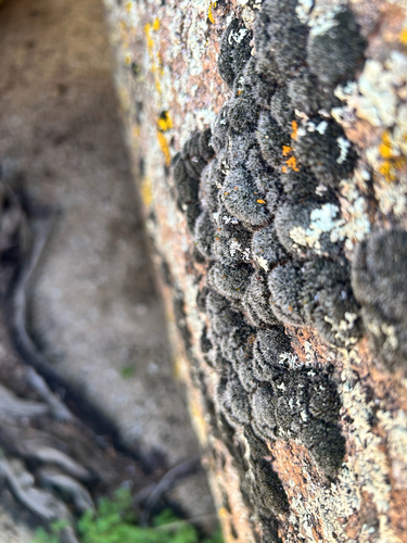 iNaturalist observation photo of Rock Mosses