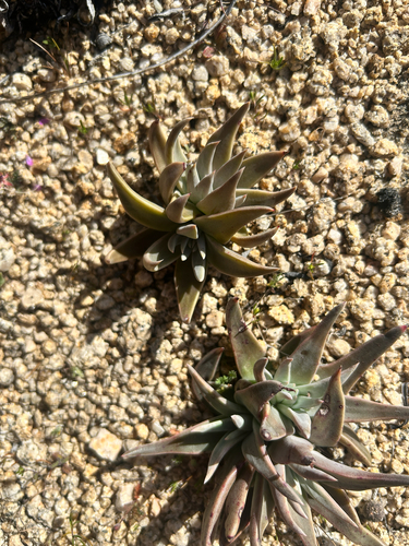 iNaturalist observation photo of Panamint liveforever