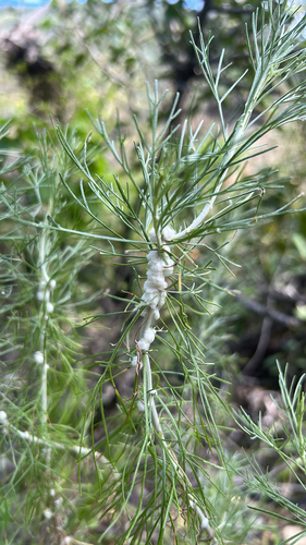 Unknown species found near Cold Creek Trail, Calabasas, CA, US