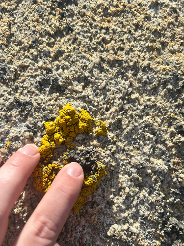iNaturalist observation photo of Sac Fungi and Lichens
