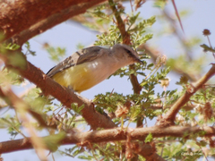 Eremomela icteropygialis